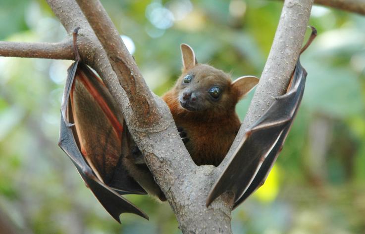 Fruit Bat Fruit Bat