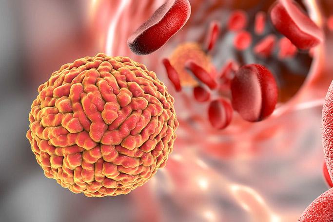 Illustration of Zika virus in the blood stream
